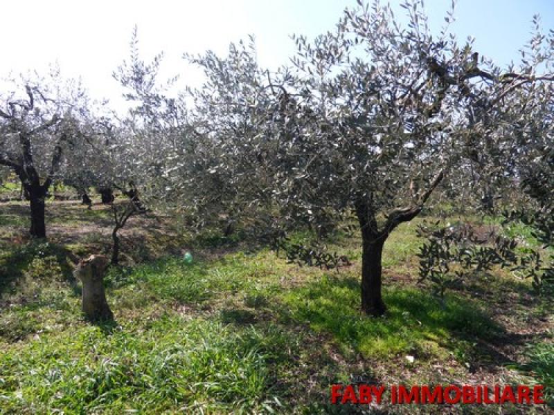 terreno con alberi di olivo