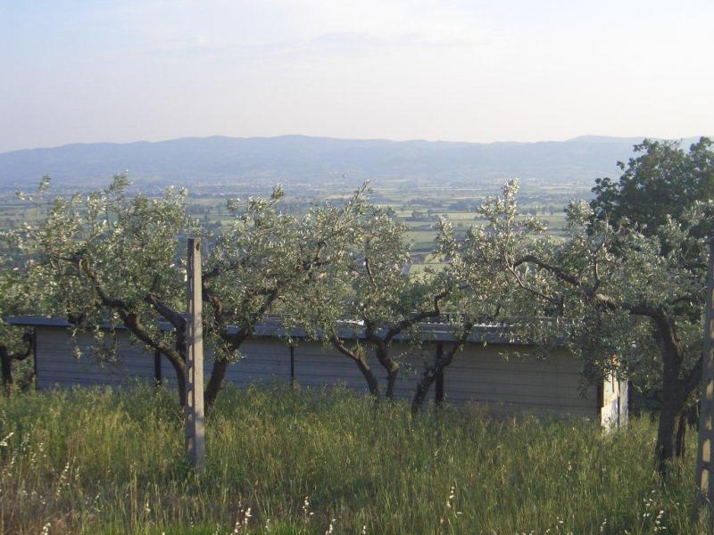 Vendesi Terreno Agricolo a Assisi via di mezzo 16