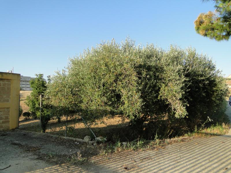 Vendesi Terreno Edificabile a Agrigento san giusippuzzu