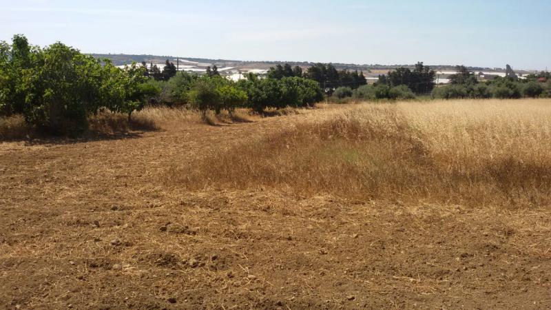 terreno agricolo fertile con acqua a pachino sr, vendita
