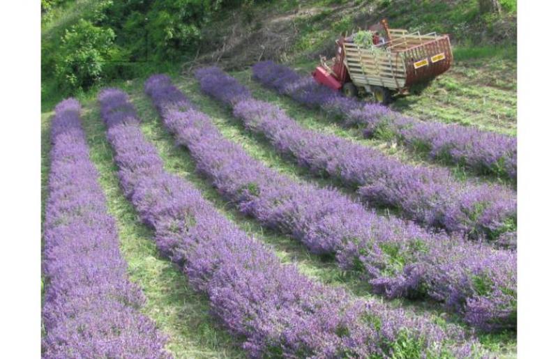 lotti frazionati di terreno agricolo da €2 al mq