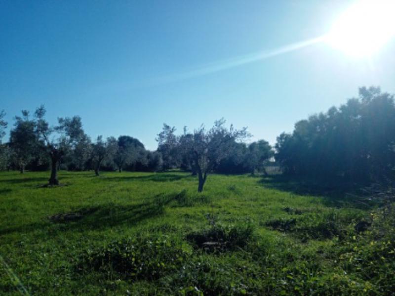 Vendesi Terreno Agricolo a Alghero zona aeroporto civile