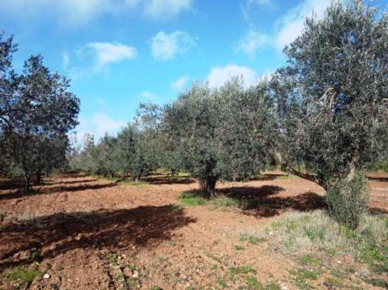 Vendesi Terreno Agricolo a Alghero localita  sa segada