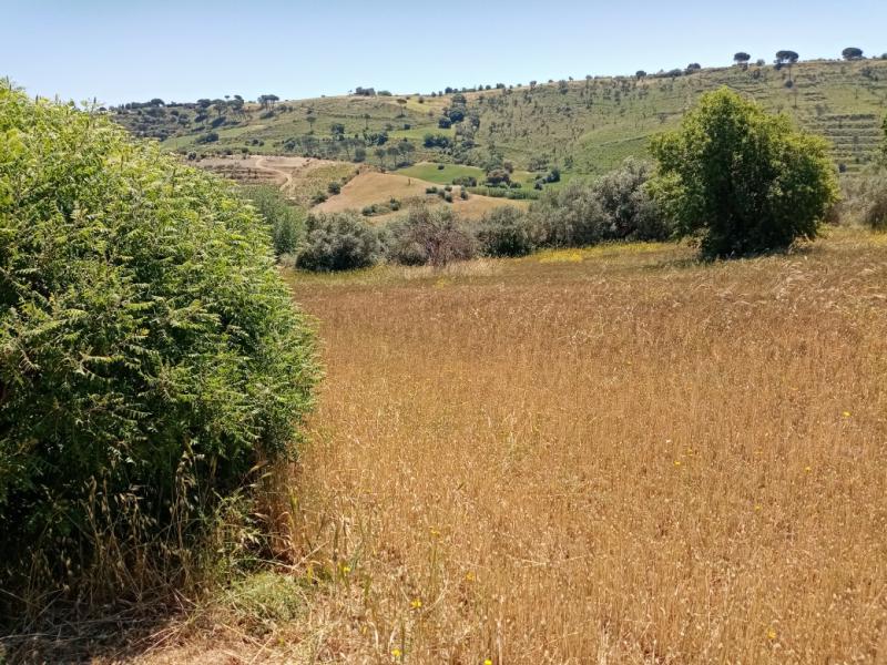 Vendesi Terreno Agricolo a Caltagirone via croce del vicario